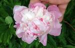 Mabel L. Franklin peony photo