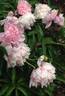 Walter Faxon peony photo