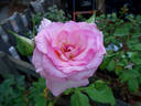 Bridal Shower ™ rose photo