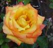 Samba ® rose photo