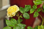 Chambord Castle rose photo
