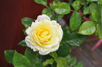 Chambord Castle rose photo