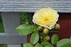 Chambord Castle rose photo