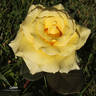 Lanvin rose photo