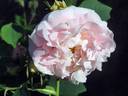N. J. Kičunov rose photo