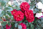 Red Rosamini ® rose photo