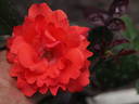 Piccolo ® rose photo