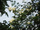 Starkodder rose photo