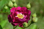 Rosengarten Zweibrücken rose photo