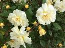Daybreak rose photo