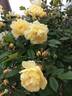 Daybreak rose photo