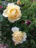 Daybreak rose photo