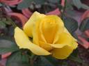 Gold Strike rose photo