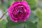 Ohl rose photo