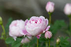 Dominie Sampson rose photo