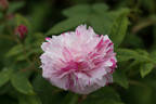 Pepita rose photo
