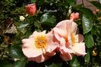 Checkmate rose photo