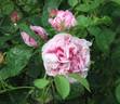 Juno rose photo