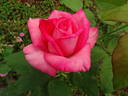 Love's Kiss rose photo