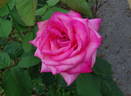 Love's Kiss rose photo