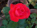 Super Star Supreme rose photo