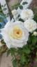 Snowdrift rose photo