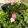 Orantida rose photo
