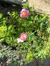 Orantida rose photo