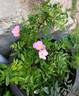 Orantida rose photo