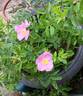 Orantida rose photo