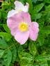 Orantida rose photo