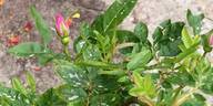 Orantida rose photo