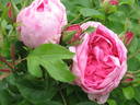 Jacqueline Humery rose photo