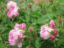 Jacqueline Humery rose photo
