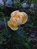 Lawrence Johnston rose photo
