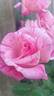 Rainbow rose photo