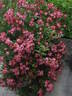 Beys rose photo