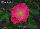 Mary Guthrie rose photo