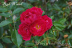 Red Wand rose photo