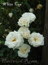 White Cap rose photo