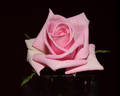 Baby Boomer rose photo