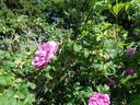Belle Poitevine rose photo