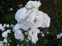 Tissue rose photo