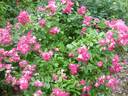 Rivierenhof rose photo