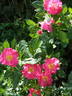 Lynnie rose photo