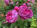 Jeanne Sury rose photo
