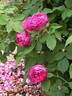 Jeanne Sury rose photo