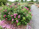 Jeanne Sury rose photo
