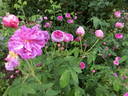 Duc d'Anjou rose photo