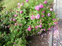 Delambre rose photo